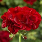 Geranium (Pelargonium), Calliope Medium Dark Red