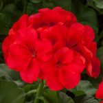 Geranium (Pelargonium), Calliope Large Orange Splash