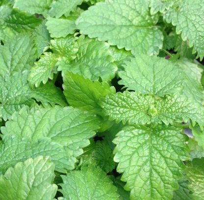 Melissa officinalis, Lemon Balm