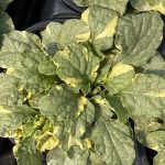 Ajuga reptans, Silver Queen