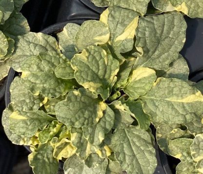 Ajuga reptans, Silver Queen