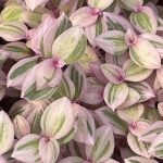 Callisia repens, Bolivian Jew Pink