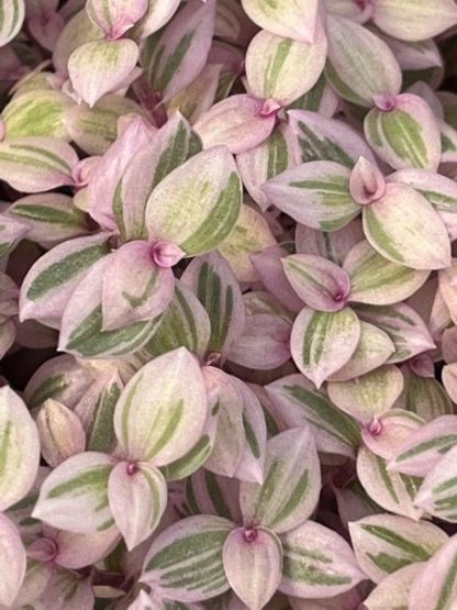 Callisia repens, Bolivian Jew Pink