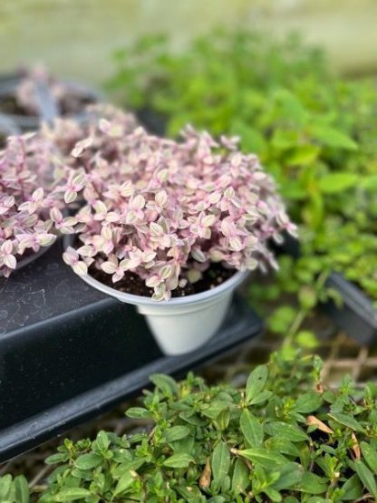 Callisia repens, Bolivian Jew Pink - Image 2