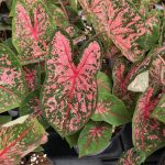 Caladium, Pink Beauty