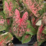 Caladium, Pink Beauty