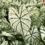 Caladium, White Christmas