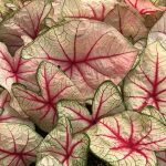 Caladium, White Queen