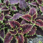 Coleus, Apocolypse