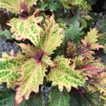 Coleus, Peter Wonder