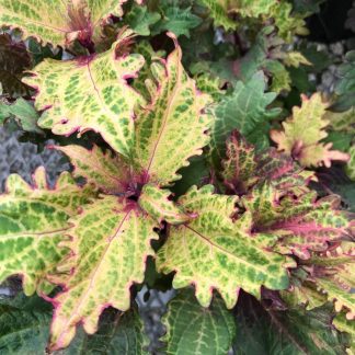 Coleus, Peter Wonder