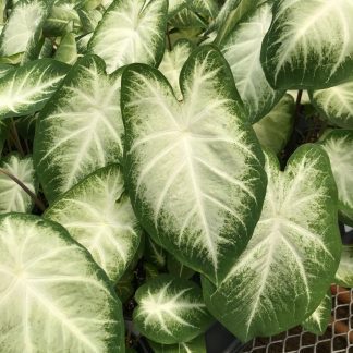Caladium, Aaron