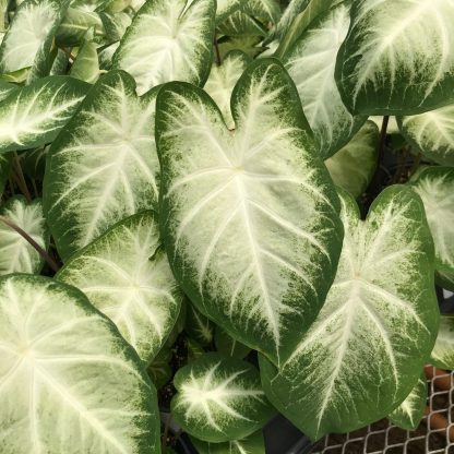 Caladium, Aaron
