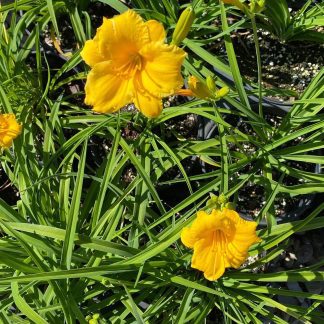 Daylily, Stella de Oro