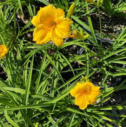 Daylily, Stella de Oro