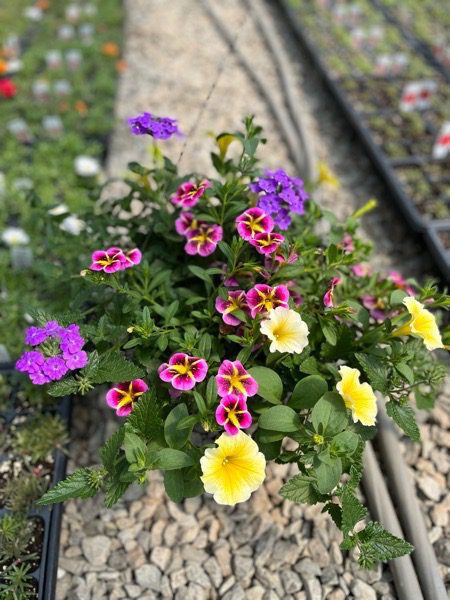 Creating and Planting a Beautiful Container Garden