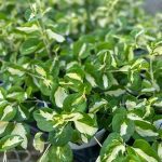 Vinca Vine, Wojo's Jem