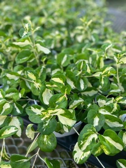 Vinca Vine, Wojo's Jem