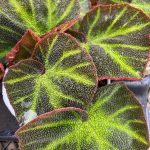 Begonia, Soli-Mutata