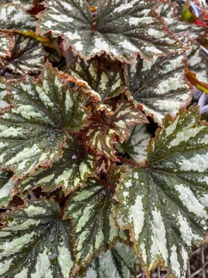 Begonia, Granada