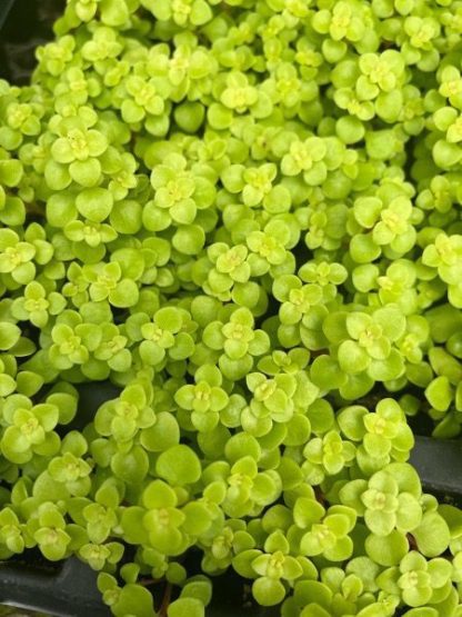Sedum makinoi, Ogon