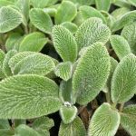 Stachys byzantina, Silver Carpet