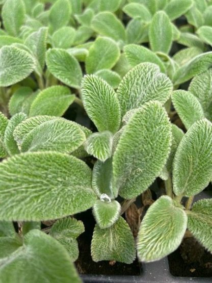 Stachys byzantina, Silver Carpet