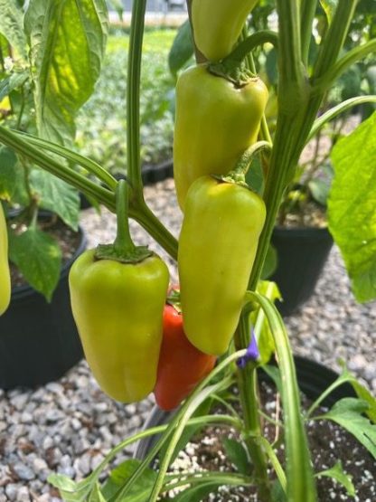 How to Grow Gypsy Peppers: The Perfect Pepper for Your Garden