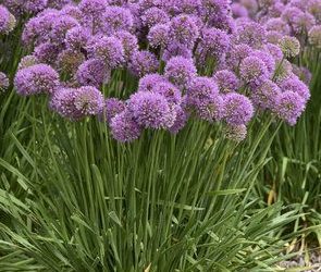 Allium, Serendipity