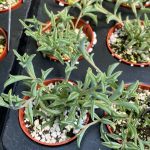 String of Dolphins, Senecio peregrinus