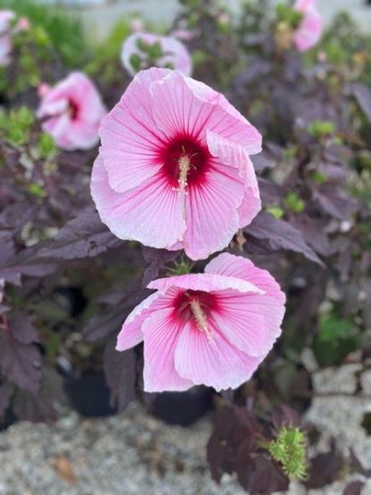 Hibiscus, Starry Starry Night