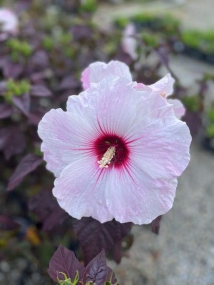 Hibiscus, Dark Mystery