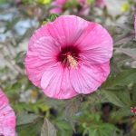 Hibiscus, Berry Awesome