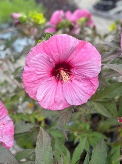 Hibiscus, Berry Awesome