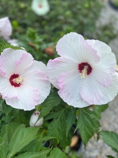 Hibiscus, Ballet Slippers