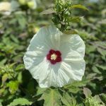 Hibiscus, French Vanilla