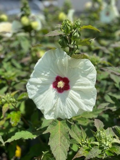 Hibiscus, French Vanilla