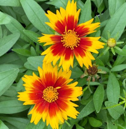Coreopsis, UpTick Gold & Bronze