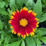 Coreopsis, UpTick Red