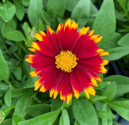 Coreopsis, UpTick Red