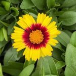 Coreopsis, UpTick Yellow & Red