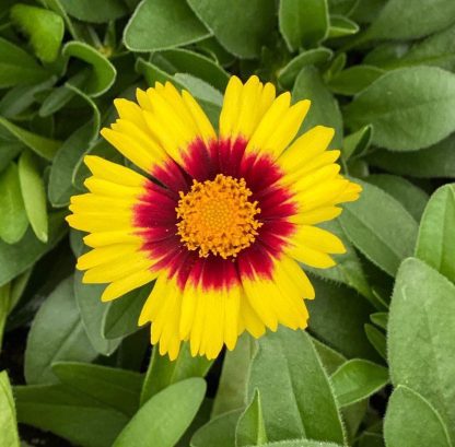 Coreopsis, UpTick Yellow & Red