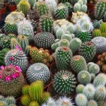 cactus mix