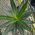 Agave lophantha 'Splendida'