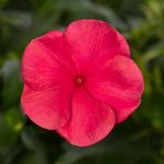Vinca, Cora‚Â® Cascade XDR Punch