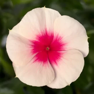 Vinca, Cora Cascade XDR Apricot