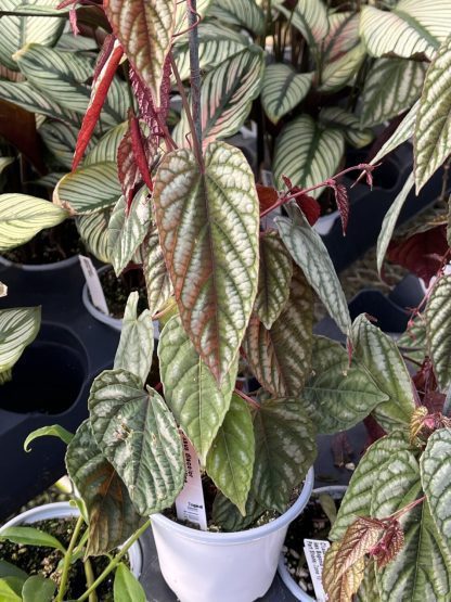 Cissus discolor, Silver Rex Begonia Vine