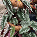 Cissus discolor, Silver Rex Begonia Vine
