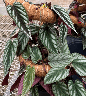 Cissus discolor, Silver Rex Begonia Vine
