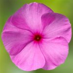 Vinca Cora Cascd XDR Lilac